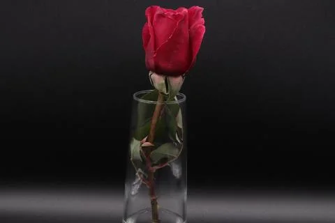 Rose in a void Stock Photos