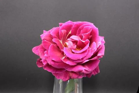 Rose in a void Stock Photos