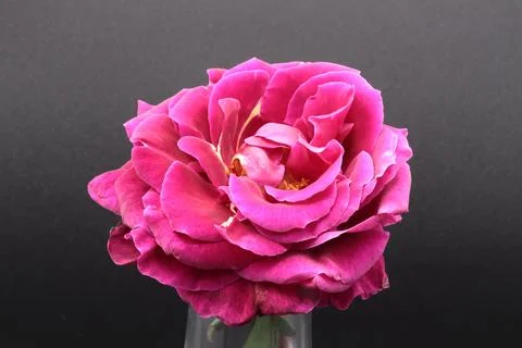 Rose in a void Stock Photos