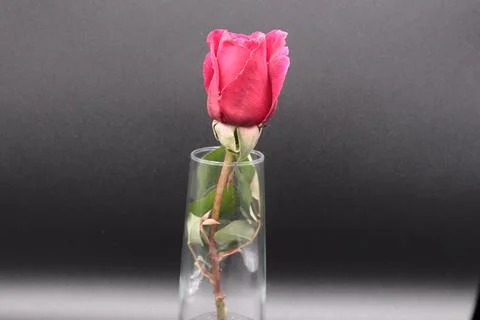 Rose in a void Stock Photos