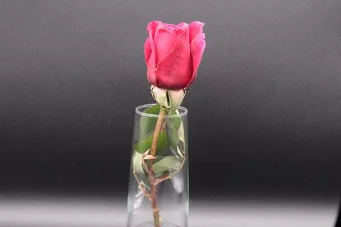 Rose in a void Stock Photos