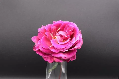 Rose in a void Stock Photos