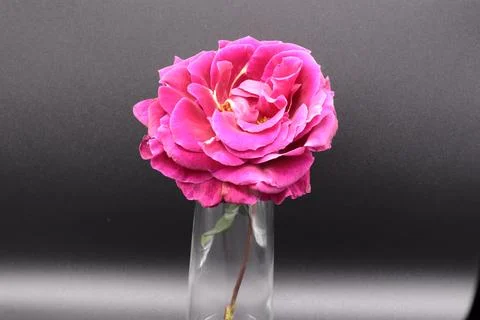 Rose in a void Stock Photos