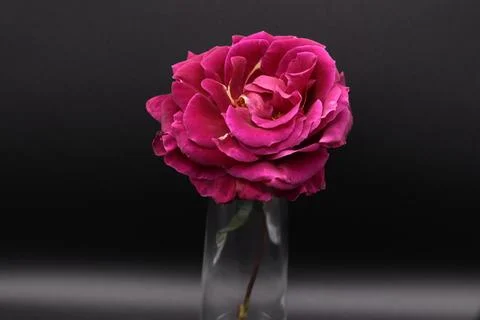 Rose in a void Stock Photos