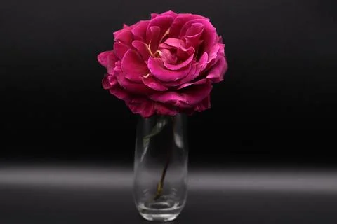 Rose in a void Stock Photos