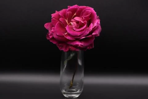 Rose in a void Stock Photos