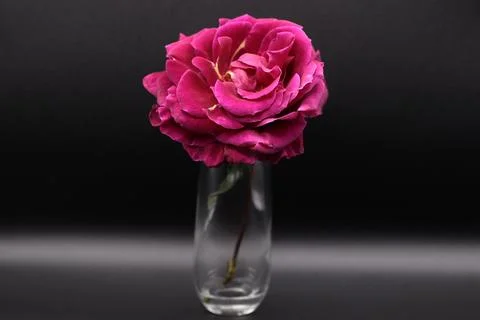 Rose in a void Stock Photos