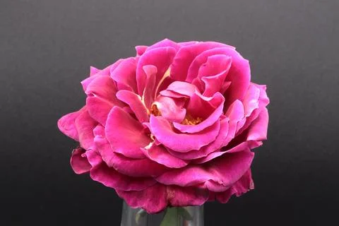 Rose in a void Stock Photos