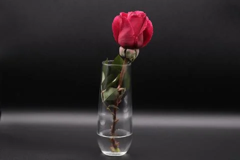 Rose in a void Stock Photos