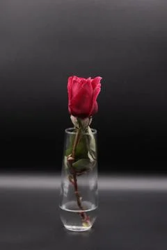 Rose in a void Stock Photos