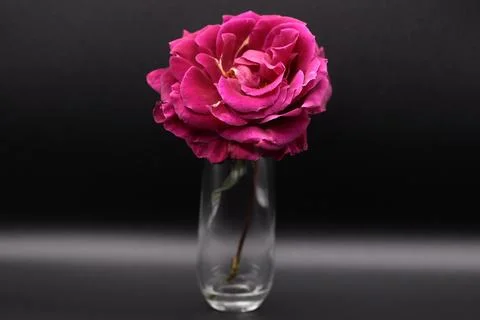 Rose in a void Stock Photos