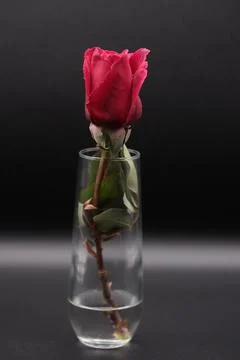 Rose in a void Stock Photos