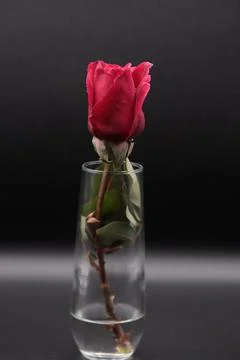 Rose in a void Stock Photos