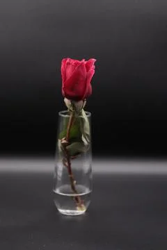 Rose in a void Stock Photos