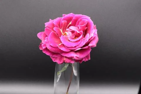 Rose in a void Stock Photos