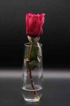 Rose in a void Stock Photos