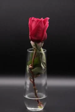 Rose in a void Stock Photos