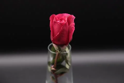 Rose in a void Stock Photos