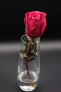 Rose in a void Stock Photos