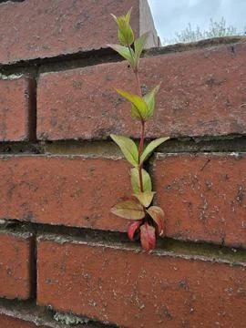 Rose on wall shoulder Stock Photos