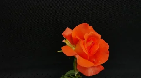 Rose was exposed to the wind on a black background. 動画素材 59824482