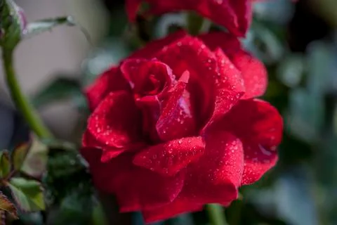 Rose with water drops Stock Photos