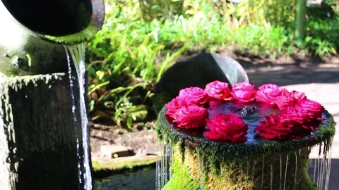 Rose on the water Stock Footage 87048809