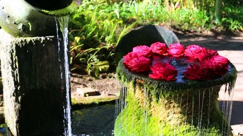 Rose on the water Stock Footage 87049910