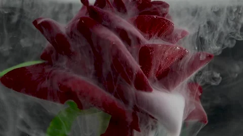 A rose in the water Stock Footage 163733734