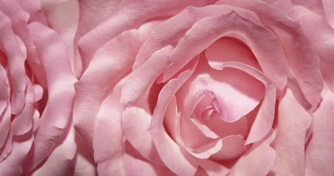 Rose in water Stock-Footage 172538899