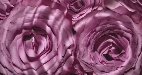 Rose in water Stock Footage 178260043