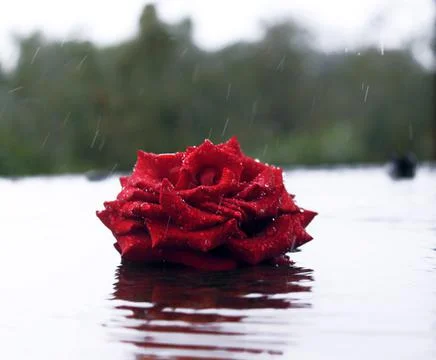 Rose in water Fotos de archivo