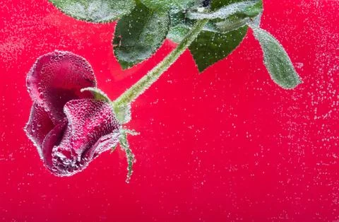 Rose in the water on a red background Stock Photos
