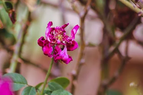 The rose when withering does not go beauty Stock Photos