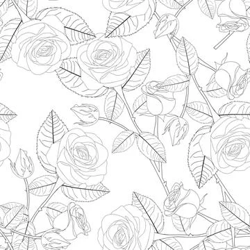 Rose on White Background Stock Illustration