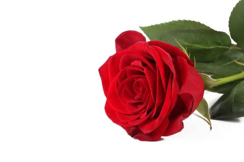 Rose on a white background, isolate, close-up Stock Photos