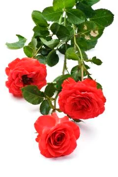 Rose on white background Foto stock