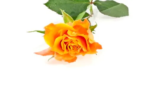 Rose on a white background Stock Photos