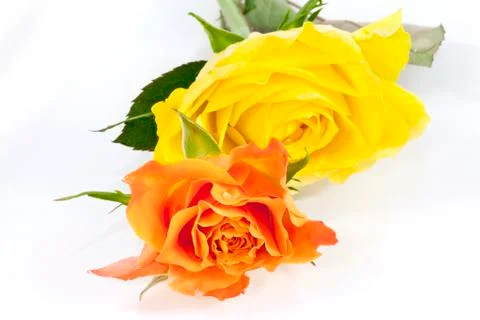 Rose on a white background Stock Photos