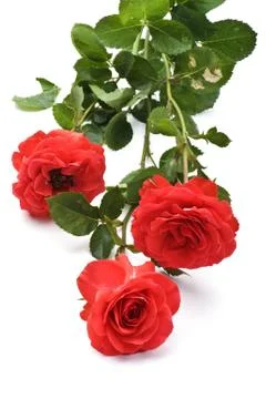 Rose on white background Stock Photos
