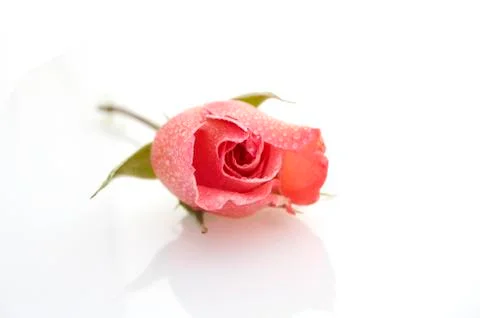 Rose on white background Stock Photos