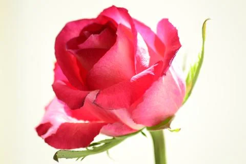 Rose on a white background Stock Photos