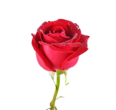 Rose on white background Stock Photos