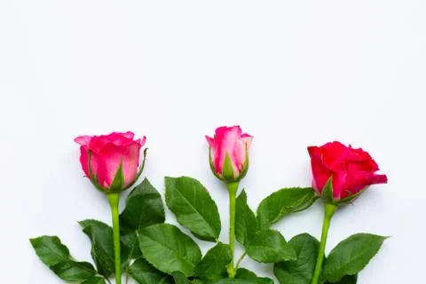 Rose  on white background. Stock Photos