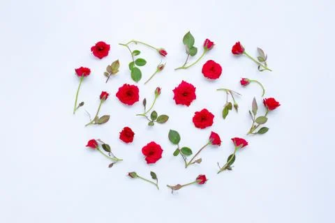 Rose on white background. Stock Photos