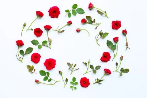 Rose on white background. Stock Photos