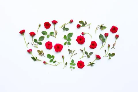 Rose on white background. Stock Photos