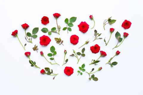 Rose on white background. Stock Photos