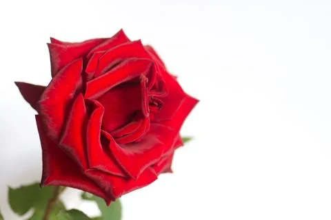 Rose on white background Foto stock
