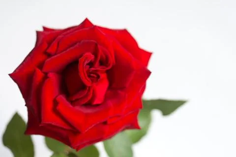 Rose on white background Stock Photos